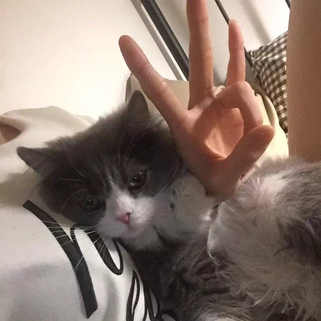程安雪韦